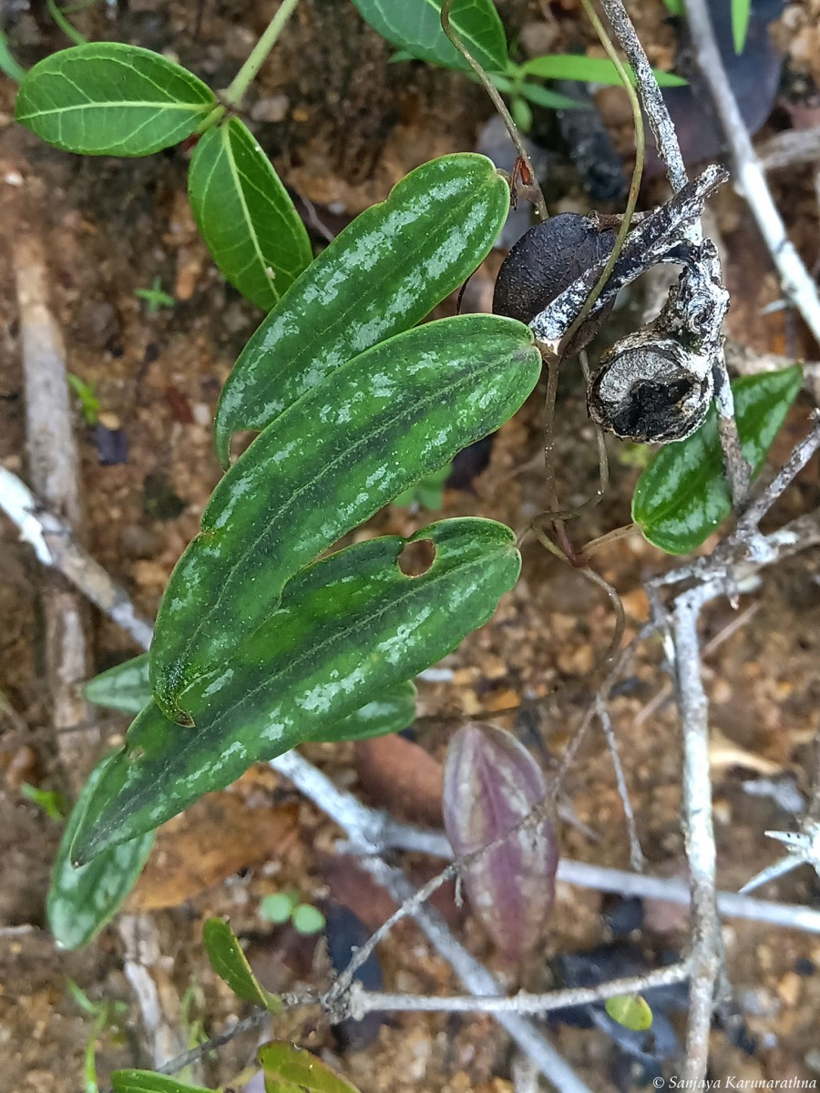 Dioscorea spicata Roth